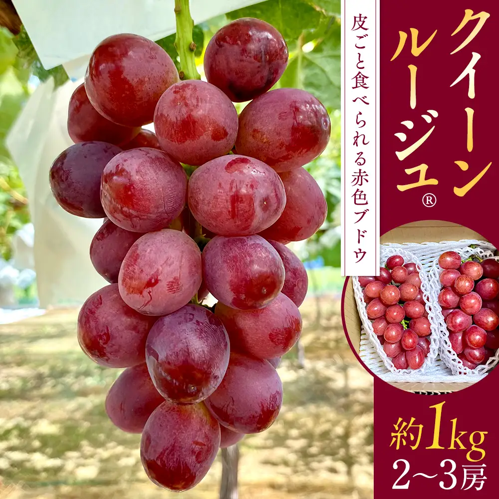 クイーンルージュ(約1kg、2～3房)　
