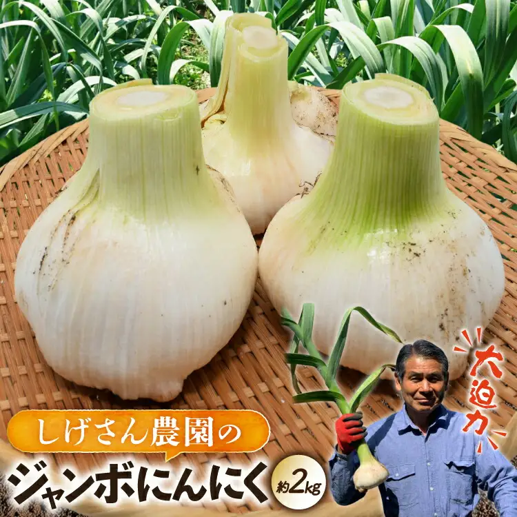 野菜 にんにく ジャンボにんにく 約2kg 【期間限定発送】