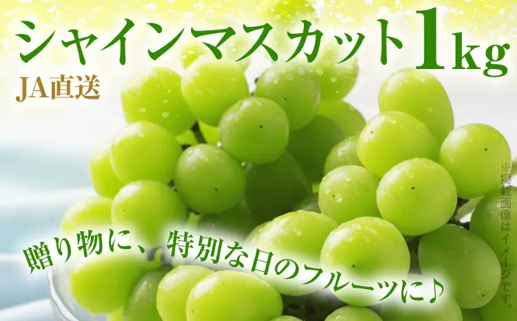期間限定 シャインマスカット マスカット フルーツ ぶどう 葡萄 ブドウ 果物 くだもの 甘い 濃厚 ジューシー 産地直送 デザート おやつ 福岡県 福岡 九州 グルメ お取り寄せ 【9月上旬頃から順次発送】