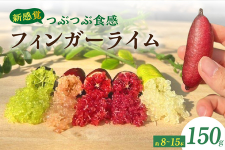新感覚つぶつぶ食感！フィンガーライム　150ｇ（約8～15本）フルーツ 果物 国産 柑橘 フルーツキャビア 森のキャビア デザート 希少 鈴園 愛知県 常滑市