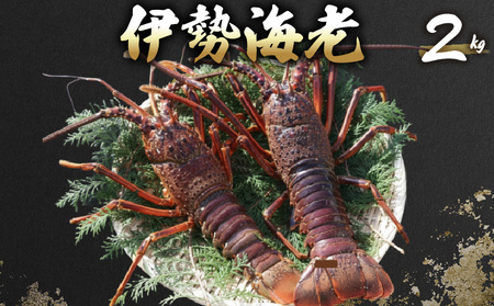 【 伊勢海老 】 伊勢海老 2kg 5尾～7尾