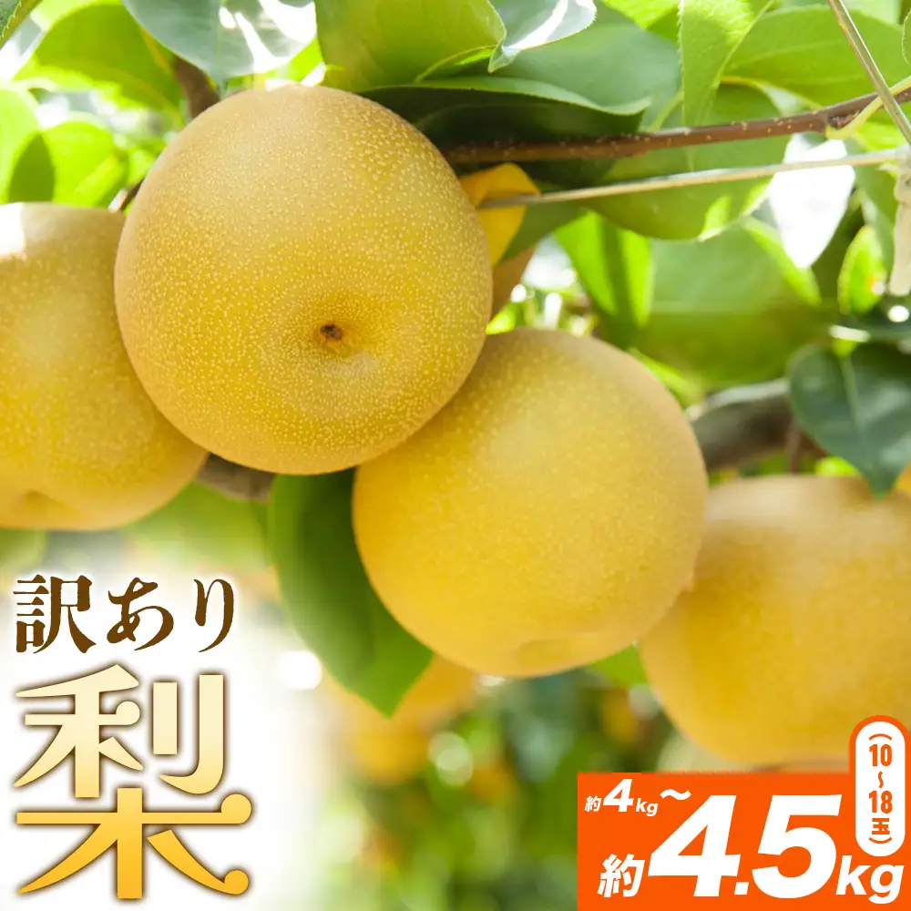 【先行予約】梨 訳あり梨 約4kg-4.5kg(10-18玉) 《2026年8月下旬-10月下旬頃出荷》 株式会社Foody’s なし 和梨 フルーツ 果物 ご家庭用 不揃い キズあり 菊池市産 熊本県産 九州産