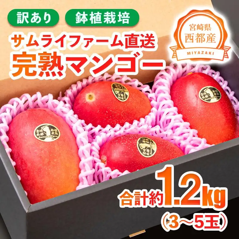訳あり 鉢植栽培 西都産完熟マンゴー 1.2kg 宮崎県西都産 サムライファーム＜24-5a＞フルーツ 果物  甘い【先行予約】
