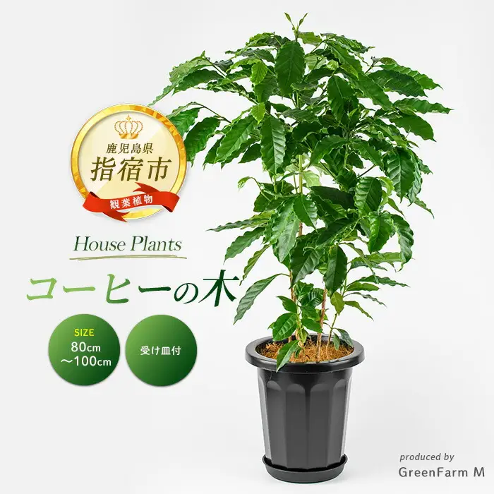 【観葉植物】コーヒーの木 80cm～100cm Green Farm M IB075-029 ※北海道・沖縄・離島配送不可