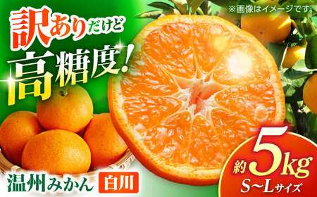 【先行予約】 訳あり 温州みかん 『白川』 約5kg S～Lサイズ 【奥村果実園】[ZFK003]