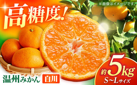 【先行予約】 温州みかん 『白川』 約5kg S～Lサイズ 【奥村果実園】[ZFK007]