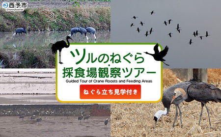 ＜ツルのねぐら・採食場観察ツアー（ねぐら立ち見学付き）＞ つる ツル 鶴 鳥 野鳥 貴重 体験 観察 ツアー ねぐら ネグラ ねぐら観察 ねぐら入り ねぐら立ち ナベヅル 鍋鶴 マナヅル 真鶴 真名鶴 野鳥観察 採食場 西予市観光物産協会 愛媛県 西予市 USB0008