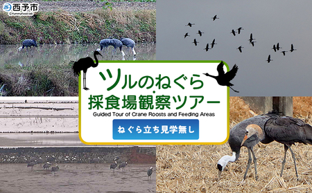 ＜ツルのねぐら・採食場観察ツアー（ねぐら立ち見学無し）＞ つる ツル 鶴 鳥 野鳥 貴重 体験 観察 ツアー ねぐら ネグラ ねぐら観察 ねぐら入り ねぐら立ち ナベヅル 鍋鶴 マナヅル 真鶴 真名鶴 野鳥観察 採食場 西予市観光物産協会 愛媛県 西予市 USB0009