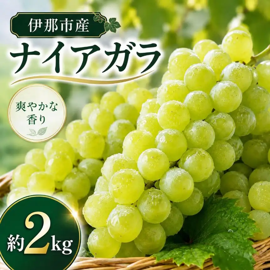 葡萄 伊那市産 ぶどう ナイアガラ 約2kg 2026年産 先行予約 長野県 伊那市【011-97】