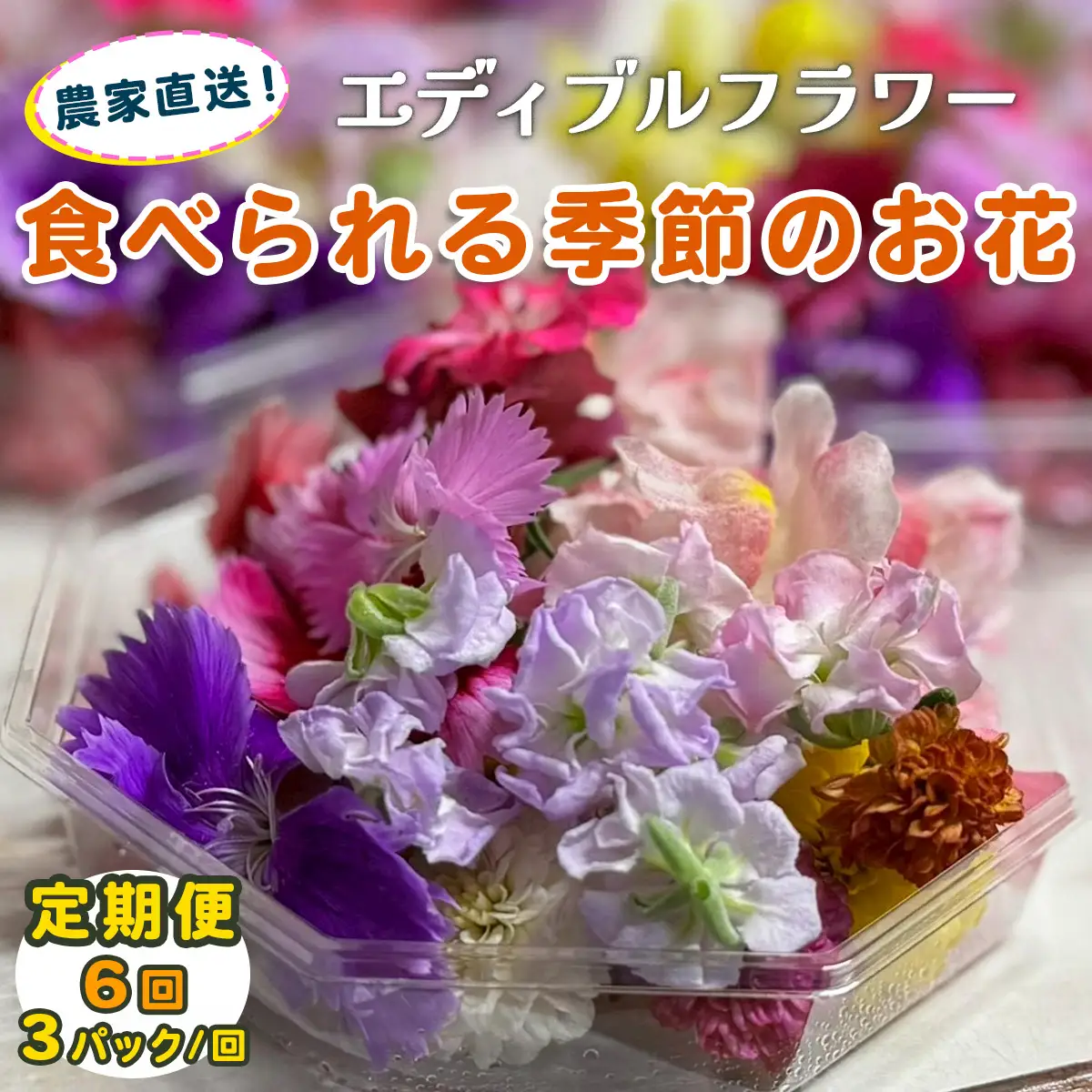 [定期便6回] 農家直送！加藤さんちのエディブルフラワー 3パック (1パックあたり季節のお花15輪から30輪) [0770]