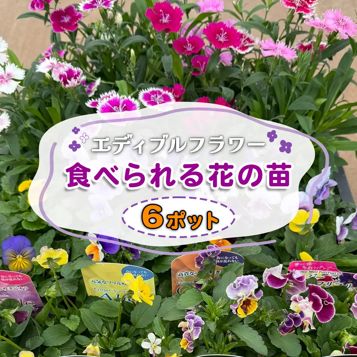 農家直送！加藤さんちのエディブルフラワー 6ポット [0774]