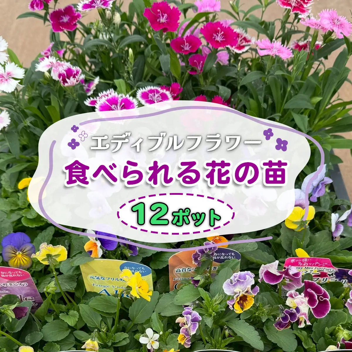 農家直送！加藤さんちのエディブルフラワー 12ポット [0775]