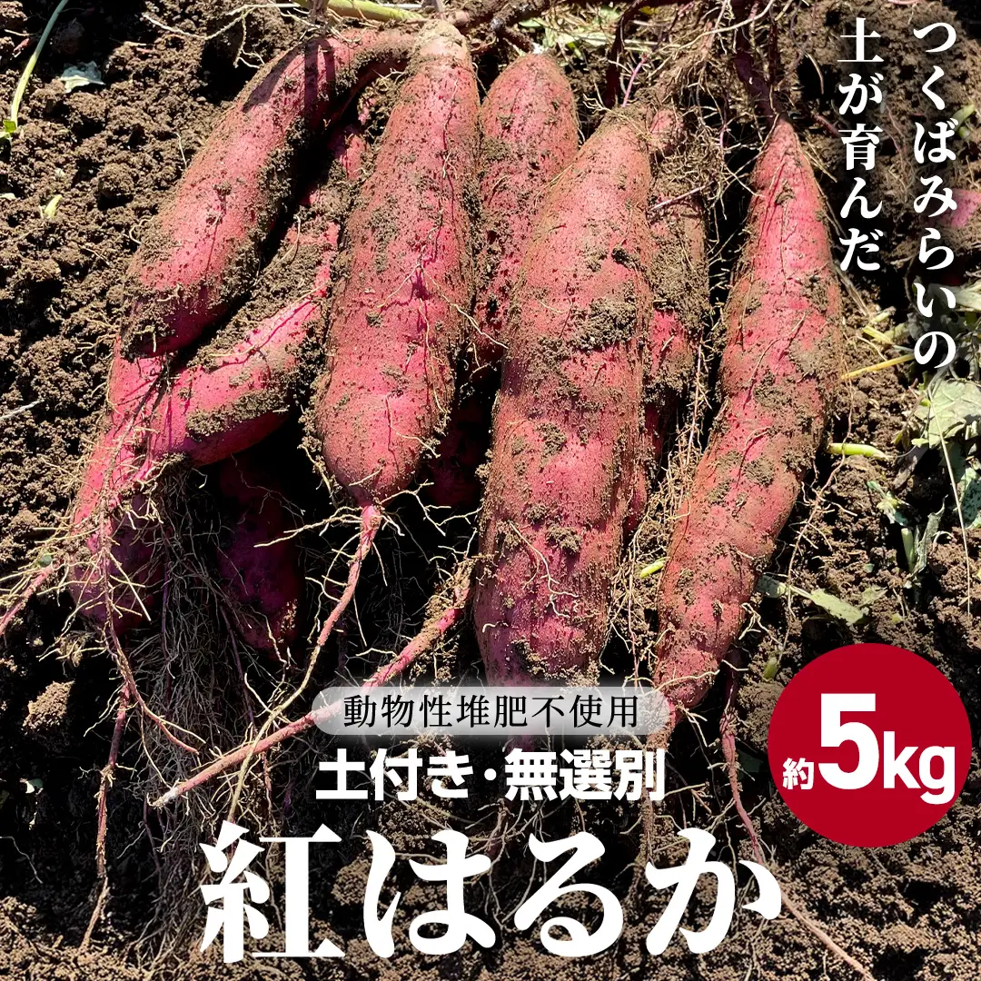 茨城県産 紅はるか 約5kg  土付き 無選別 ＜先行予約│2026年12月より追熟が完了しだい順次発送開始＞熟成 さつまいも 訳あり 野菜 焼き芋 干し芋 無農薬
