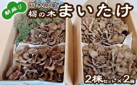 栃の木まいたけ 朝採りまいたけ2株セット×2箱｜まいたけ 舞茸 きのこ 茸 詰め合わせ 栃木県 高根沢町産　送料無料　※北海道・沖縄・離島への配送不可