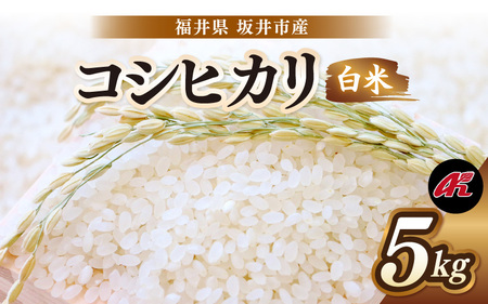 【先行予約】【令和8年産・新米】 坂井市産 コシヒカリ 白米 5kg (アグリ川崎) 【2026年10月以降順次発送予定】 精米 おこめ [A-20509]