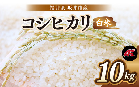 【先行予約】【令和8年産・新米】 坂井市産 コシヒカリ 白米 10kg (5kg×2袋) (アグリ川崎) 【2026年10月以降順次発送予定】 精米 おこめ [A-20510]