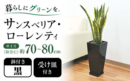 観葉植物 サンスベリア ローレンティ 7号 黒 陶器鉢植え 75cm ロングスクエア/サンスベリア 鉢植え 観葉 植物 インテリア おしゃれ プレゼント/大村市/琴花園[ACYK045]