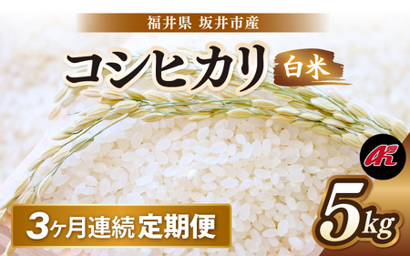 【先行予約】【令和8年産・新米】 定期便 ≪3ヶ月連続お届け≫ 坂井市産 コシヒカリ 白米 5kg×3回 計15kg (アグリ川崎) 【2026年10月以降順次発送予定】 【米 こめ お米 精米 ブランド米 こしひかり 国産】 [C-20503]