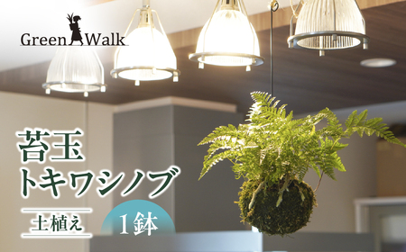 苔玉 吊りシノブ 土植え トキワシノブ 観葉植物 ハンギング