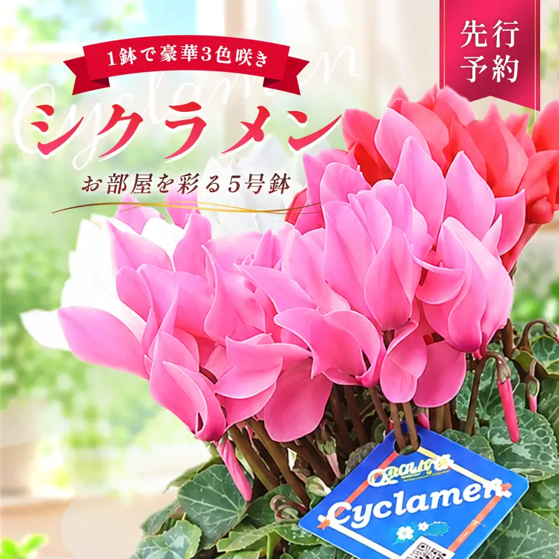 シクラメン 3色咲き 5号鉢 先行予約 花 お花 ガーデンシクラメン 赤 白 ピンク ギフト フラワーギフト 鉢花 鉢植え ギフト プレゼント 贈答 小関園芸 OZ-Plants F6M-319
