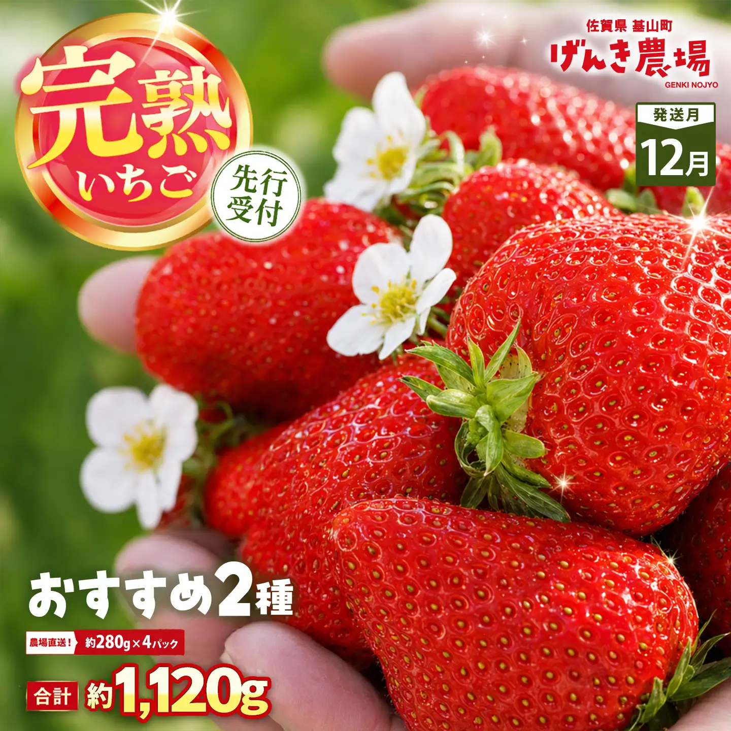 【2026年12月発送】【先行予約】【農場直送！】いちご2品種食べ比べ(約280g×4P) K100064