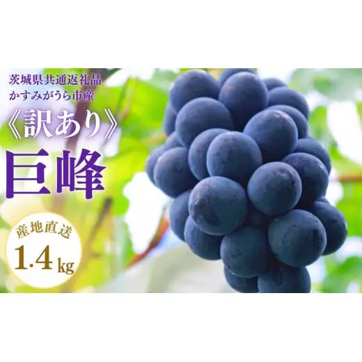 《訳あり》巨峰　1.4kg（茨城県共通返礼品・かすみがうら市産） ／ 巨峰 きょほう キョホウ 葡萄 ぶどう ブドウ 果物 くだもの フルーツ 訳あり 訳アリ 規格外 家庭用 1.4kg 産地直送 産直 茨城県 利根町