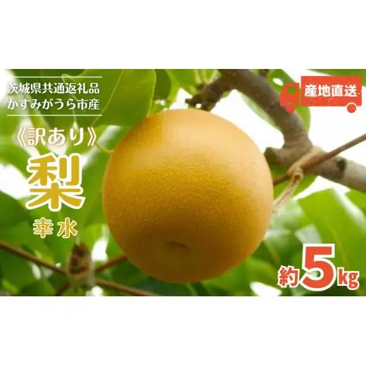 《訳あり》幸水　5kg（茨城県共通返礼品・かすみがうら市産） ／ 幸水 梨 なし ナシ 果物 くだもの フルーツ 訳あり 訳アリ 規格外 家庭用 5kg 産地直送 産直 茨城県 利根町