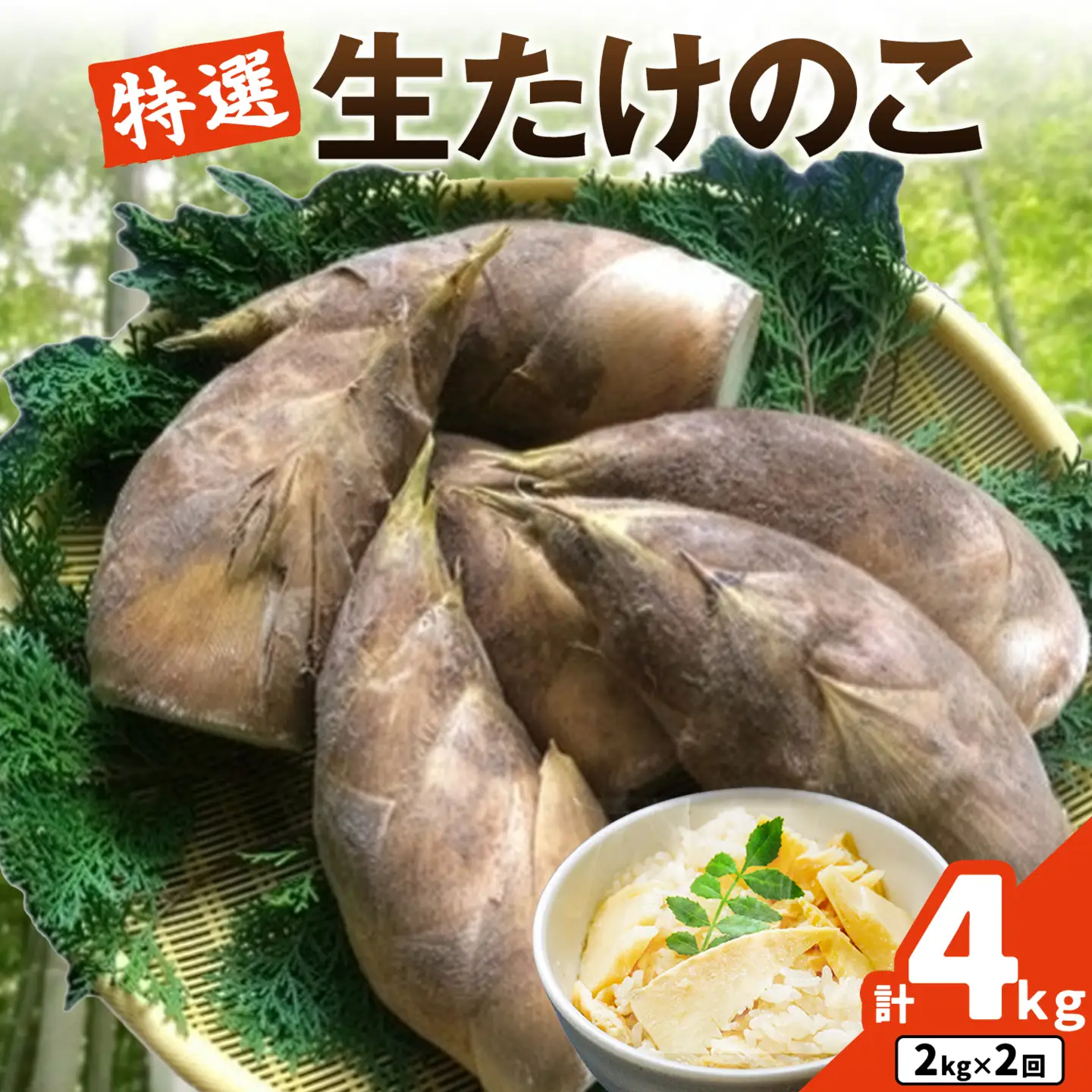 【先行受付】【2回定期便】特選 生たけのこ 食べ比べ 2kg×2回 《3月中旬-4月中旬頃出荷》 熊本県 南関町産 春 筍