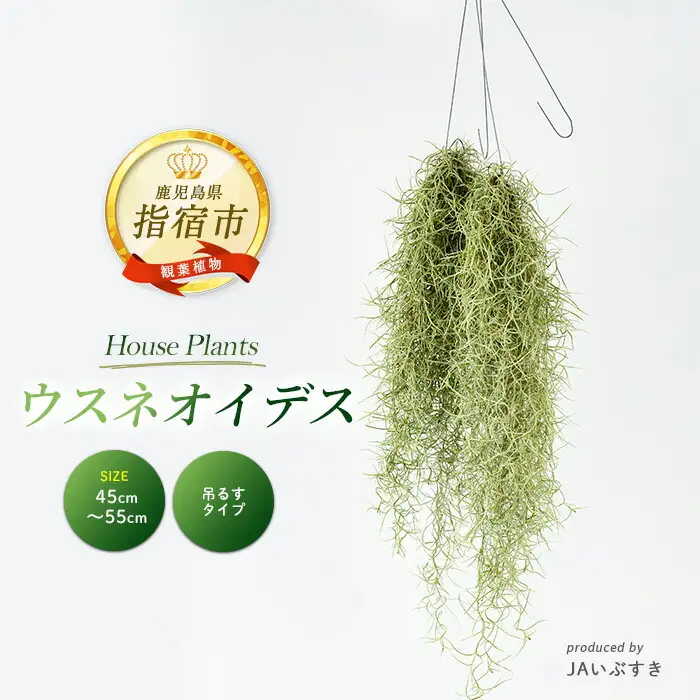 観葉植物 ウスネオイデス 45cm～55cm JAいぶすき IB165-019 観葉植物 観葉植物