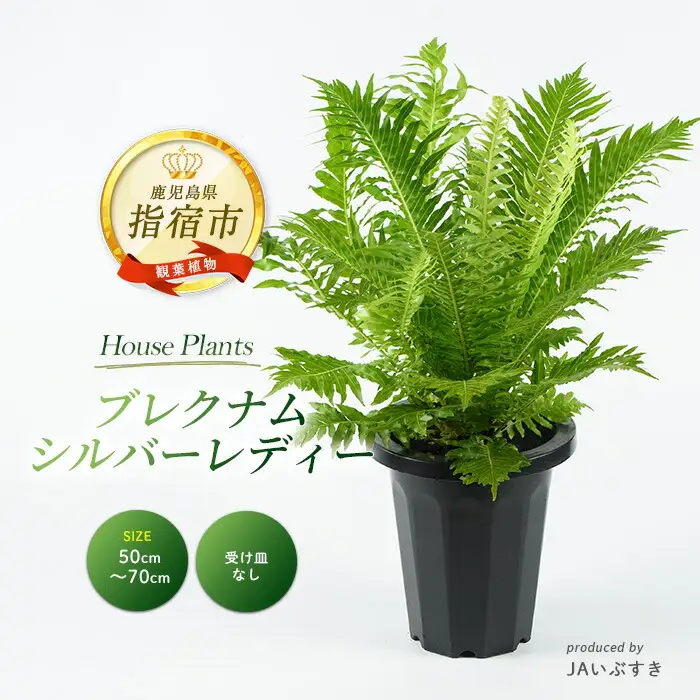 2026年4月上旬～発送【観葉植物】ブレクナム・シルバーレディー 50cm～70cm  (JAいぶすき/IB165-020)  植物 グリーン シダ おしゃれ インテリア 室内 インテリアグリーン ※北海道・沖縄・離島配送不可※