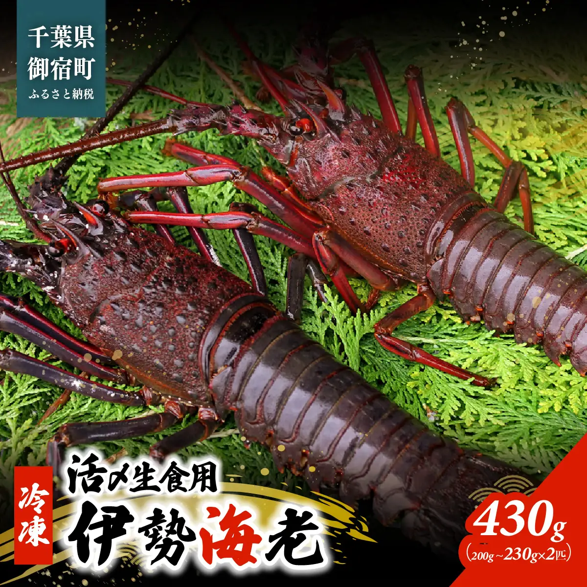 活〆生食用伊勢海老（冷凍）430g（200～230g）×2匹  ONJB033
