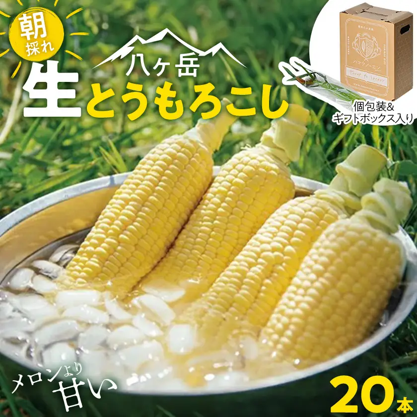 【先行予約】朝採れ八ヶ岳生とうもろこし20本【複数個口で配送】【配送不可地域：離島】【4075635】