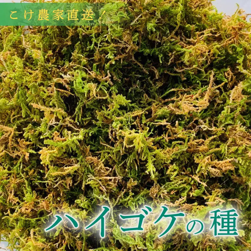 ハイゴケ の種 5L 苔玉用 【苔テラリウム】 こけ 牧之原市 静岡県 苔g