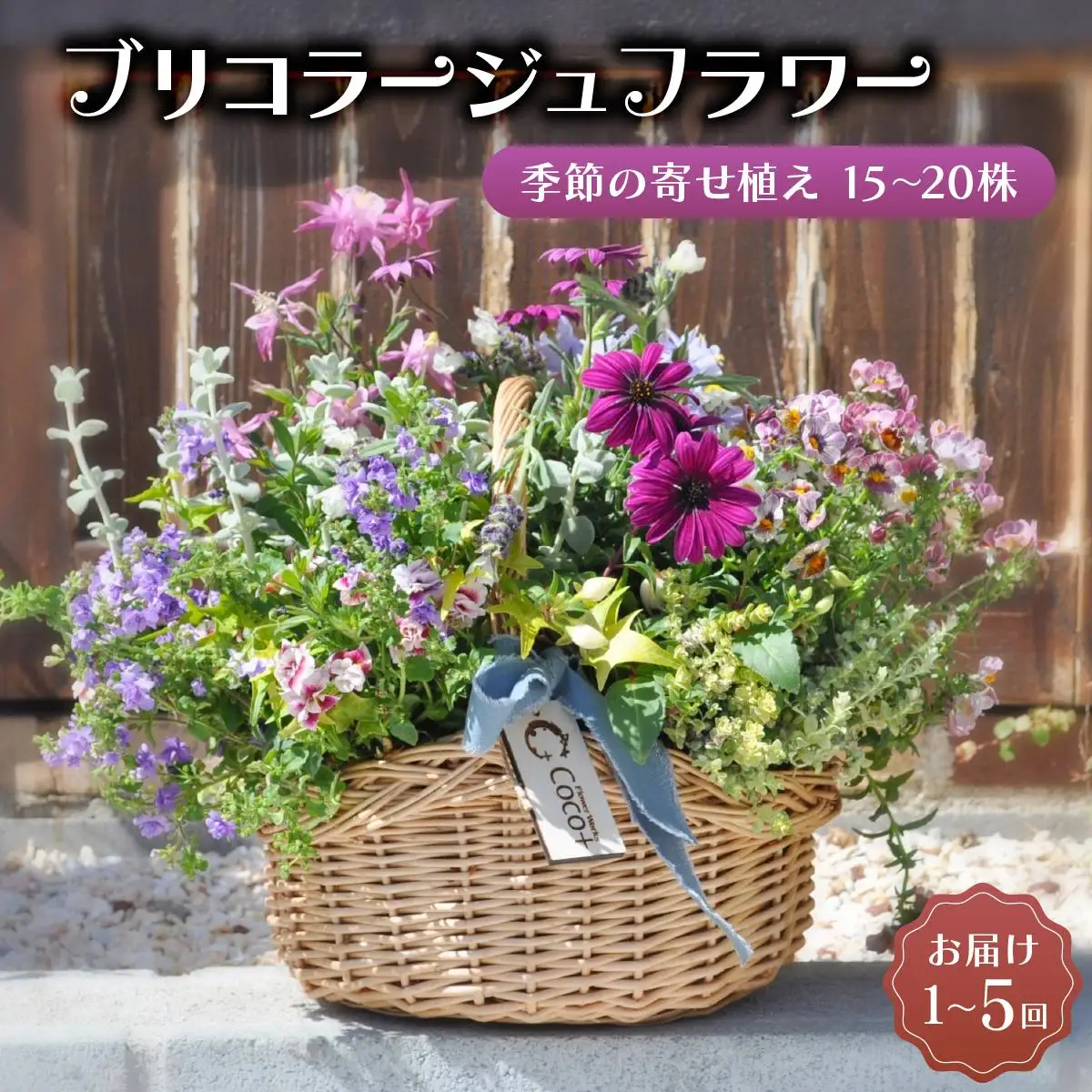 通常便 1回 15~20株!! 季節の寄せ植え 「ブリコラージュフラワー」D-528