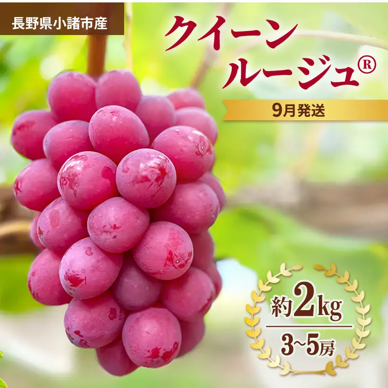 クイーンルージュ 約2㎏ 3～5房 2026年9月発送 クイーンルージュ