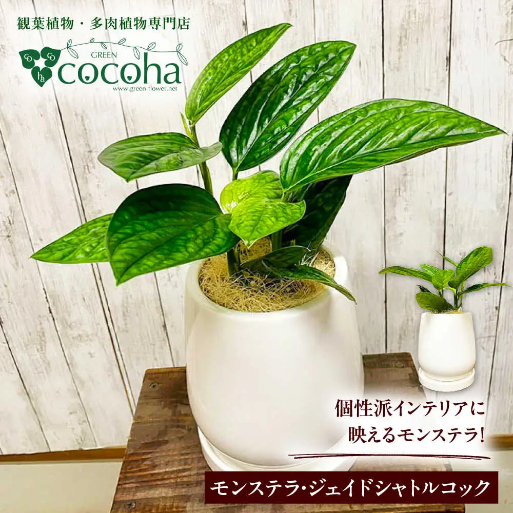 凸凹葉っぱの珍しいモンステラ 『モンステラ・ジェイドシャトルコック』 糸島市 / cocoha 観葉植物 グリーン 緑 インテリア[AWB041]