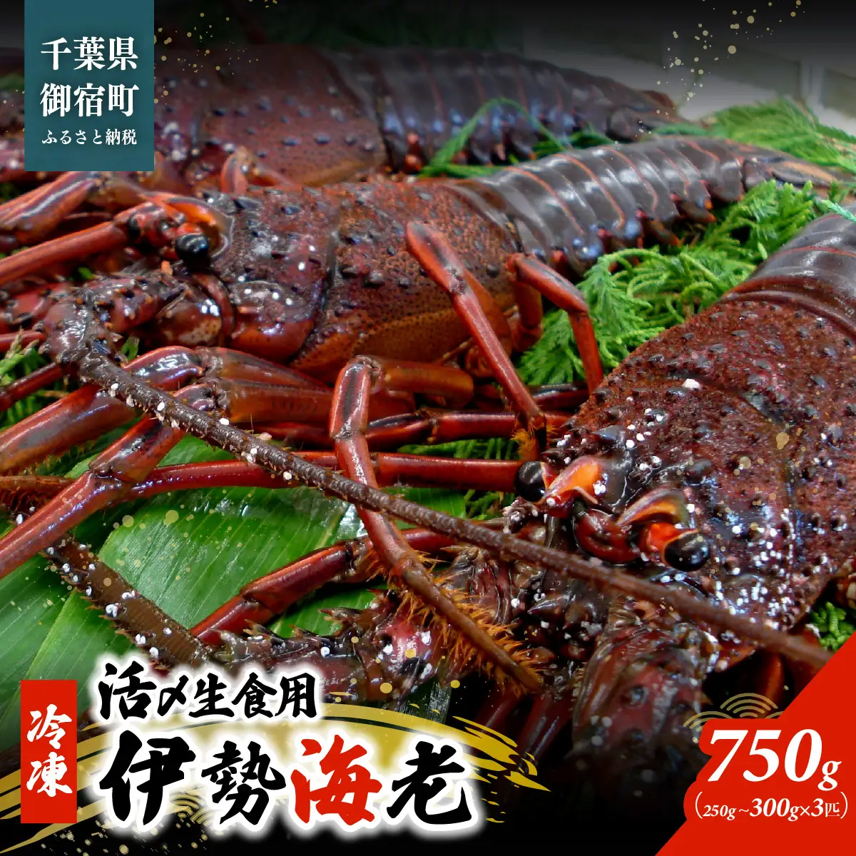 活〆生食用伊勢海老（冷凍）７５０ｇ（２５０～３００ｇ）×３匹 /  ONJB016　伊勢海老　海老　イセエビ　生食用