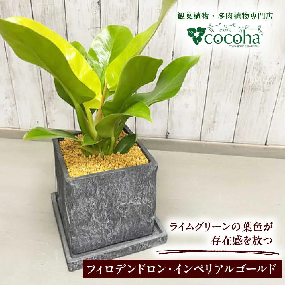 鮮やかなイエローグリーンが美しい 『フィロデンドロン・インペリアルゴールド』 グレースクエアポット付 糸島市 / cocoha 観葉植物 グリーン 緑 インテリア[AWB044]