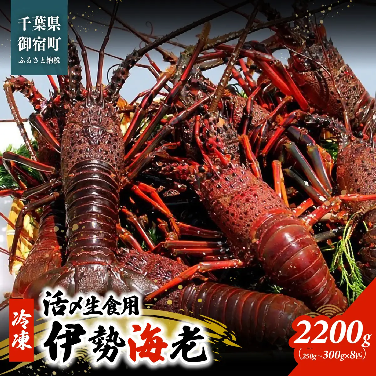 活〆生食用伊勢海老（冷凍）2200g（250～300g)×8匹 ONJB037 | 千葉県