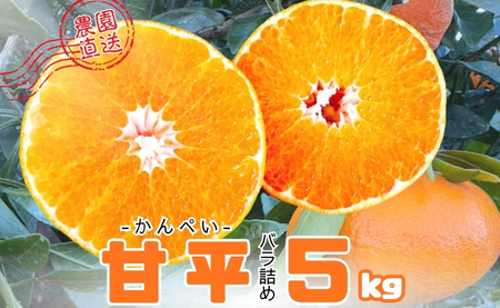 【2027年先行予約】みかん 甘平 5kg M～３Ｌサイズ バラ詰め 農園直送【2027年2月上旬から順次発送予定】 愛媛 数量限定 愛媛県産 人気 柑橘 伊予市｜ B515