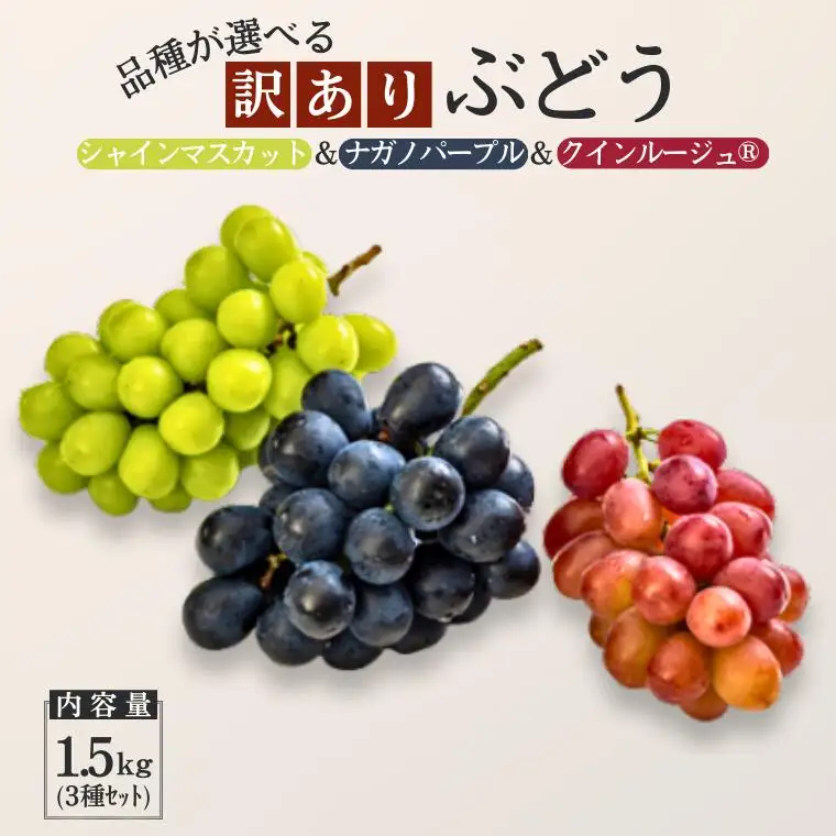 TK32　ぶどう3種セット 【家庭用】 （ナガノパープル／シャインマスカット／クイーンルージュ®） 約1.5kg ／ 2026年9月初旬～10月頃 配送予定 // ぶどう 葡萄 3種セット 食べ比べ 長野県 信州 詰め合わせ 家庭用 訳あり 種なし パープル シャイン マスカット ルージュ