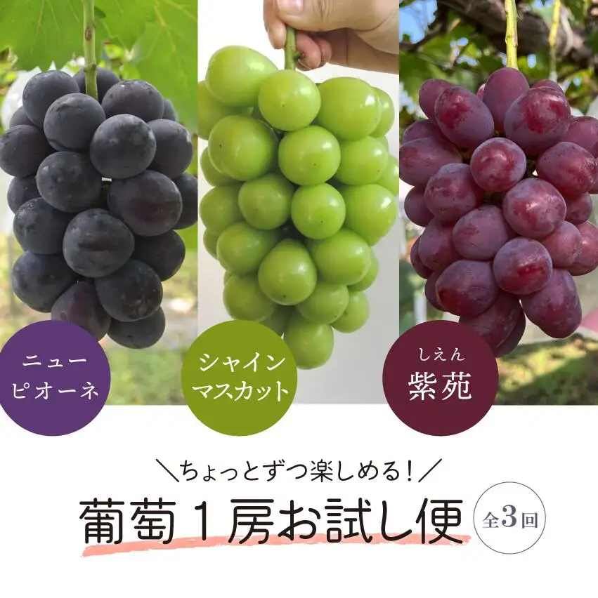 1房お試し定期便! ピオーネ・シャインマスカット・紫苑の3回便(定期便)(岡山県産) 【2026年先行予約】 【KF-T057-01】