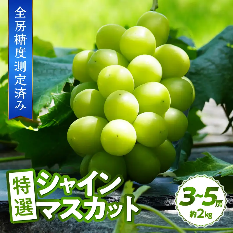 〈2026年度配送分〉【全房糖度測定済み】 山梨県産 特選シャインマスカット 3～5房（約2kg) シャインマスカット 先行予約 2026年 山梨県 ブドウ 種なし リピーター多数 数量限定 草生栽培 3～5房 約2.0kg 糖度測定 2026年8月上旬より順次配送予定