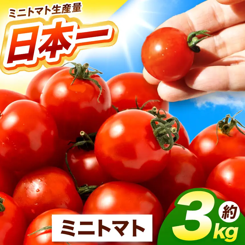 熊本県産 ミニトマト 約3kg | 野菜 やさい トマト とまと ミニトマト プチトマト