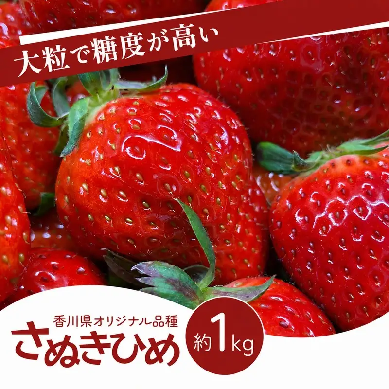 いちご さぬきひめ 大粒 香川県産 いちご【1kg】 【46312762】◆
