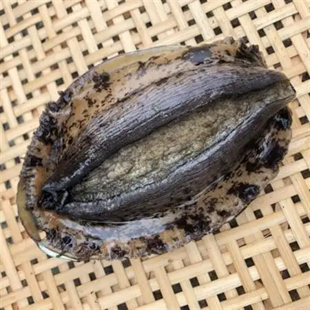【金曜日発送】漁師直送!天然活黒アワビ約500～600g(1～2枚)【配送不可地域：離島・北海道・沖縄県・中国・四国・九州】【1693531】