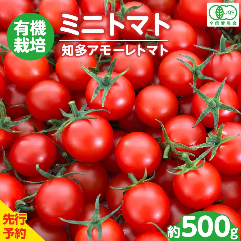 【先行予約】《11月中旬以降発送開始》有機栽培ミニトマト　知多アモーレトマト　約500g｜トマト 野菜 知多市