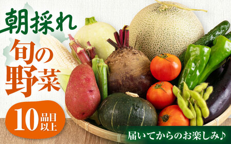 【2026年9月上旬以降順次発送】朝採れ 旬の野菜 10品目 野菜 先行予約 北海道 産地直送 旬 詰合せ [AJAH032]