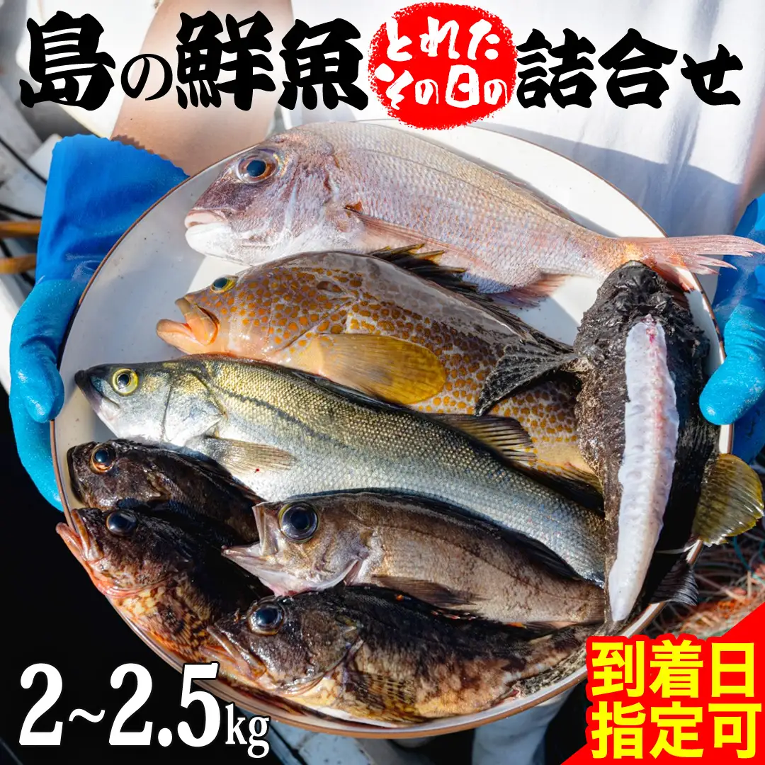 鮮魚 セット 【 配達地域限定 】 神経締め 血抜き済 2～2.5kg 冷蔵 産地直送 瀬戸内海