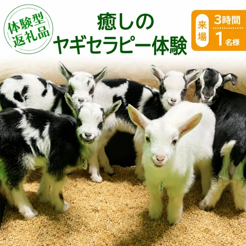 【体験型返礼品】癒しのヤギセラピー体験（来場/3時間/1名）（愛知ヤギ農場）